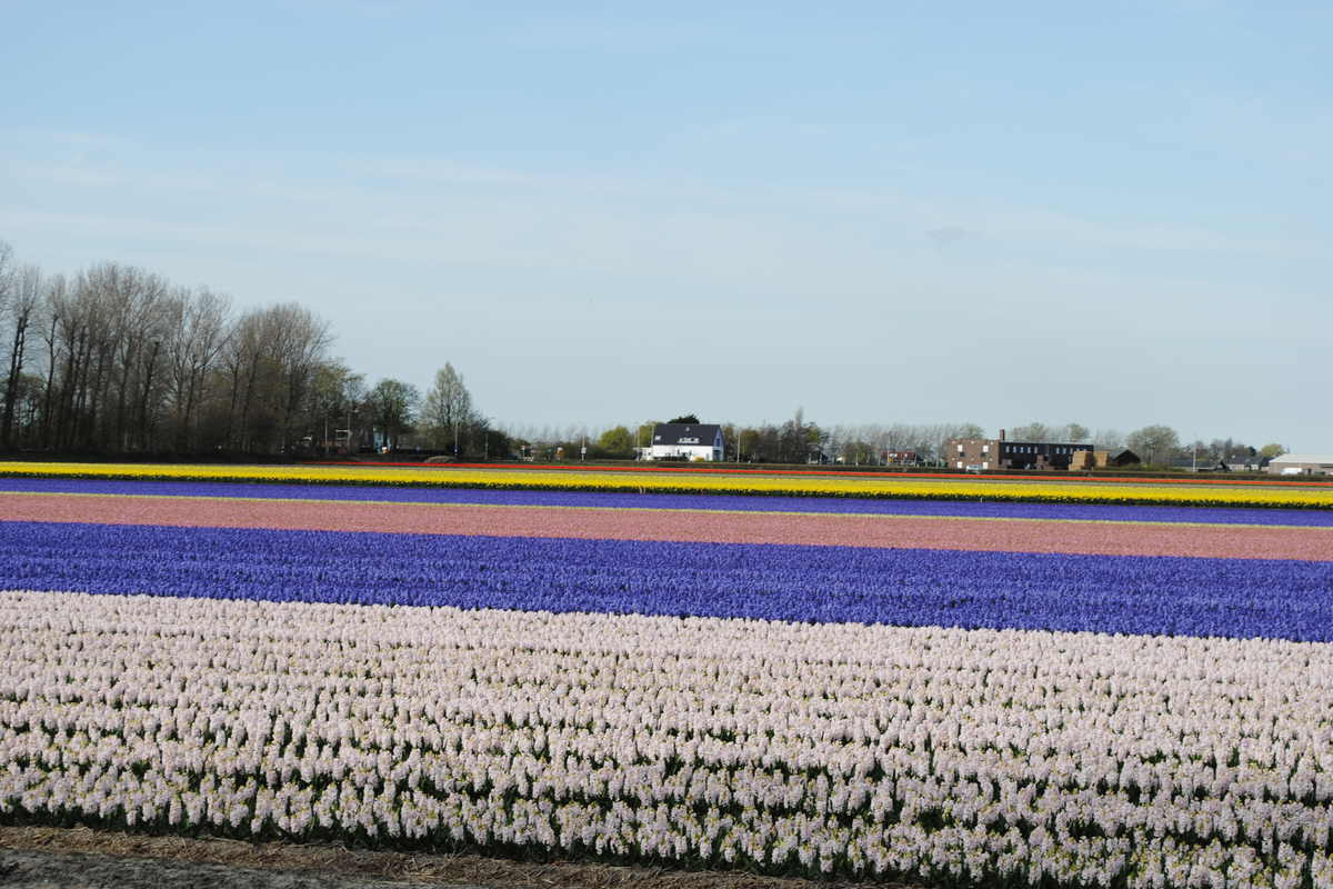 Uittips in Nederland