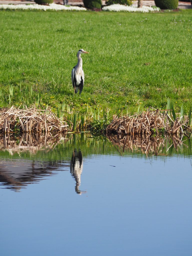 De VolkswagenbusP4026887