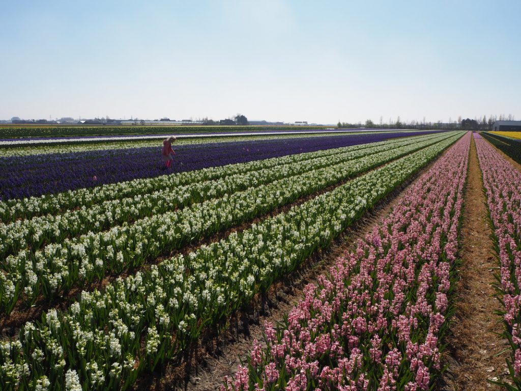 De VolkswagenbusP4027004