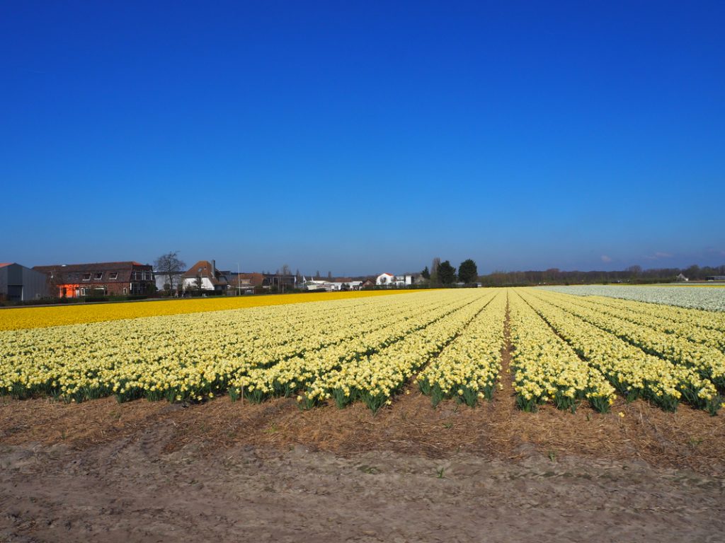 De VolkswagenbusP4027041