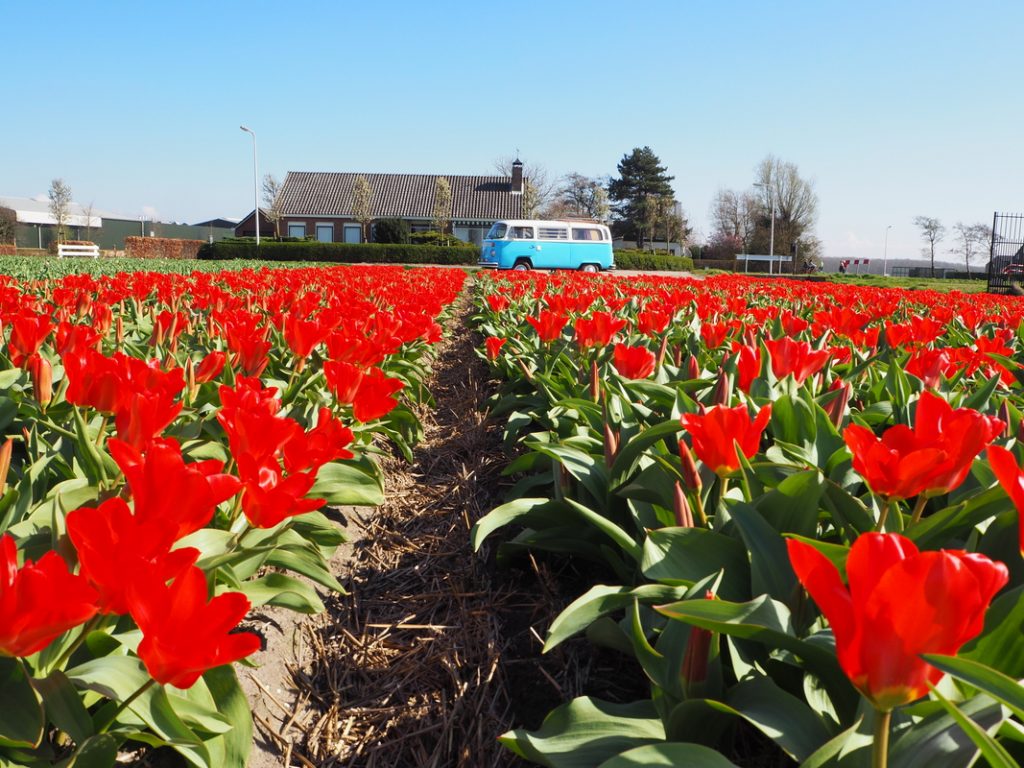 De VolkswagenbusP4027085