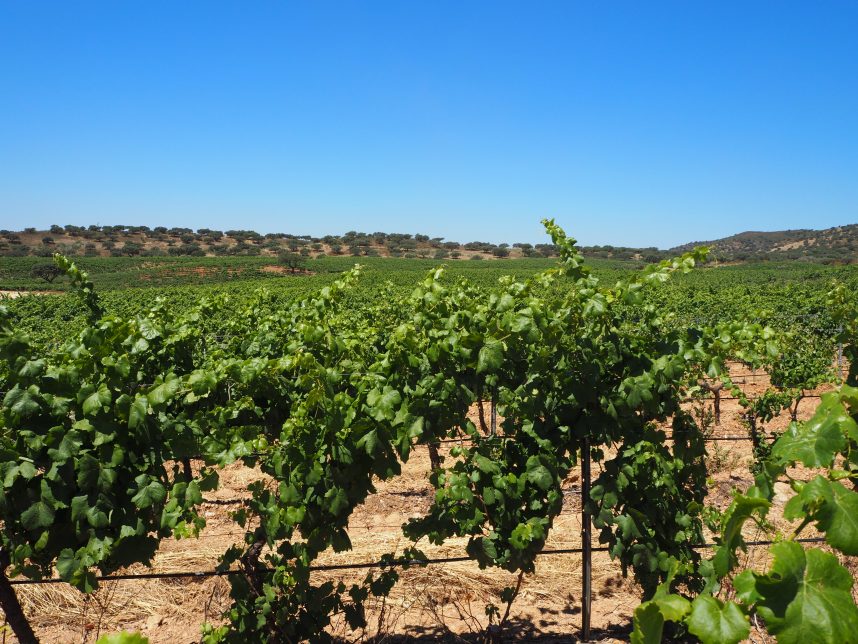 Alentejo ensannereist