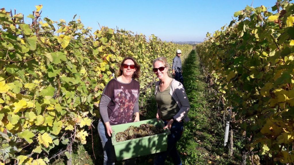 Druiven oogsten bij wijngaard Martinus in Vijlen, Zuid-Limburg6 Druiven oogsten bij wijngaard Martinus in Vijlen, Zuid-Limburg3