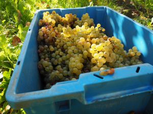 Druiven oogsten bij wijngaard Martinus in Vijlen, Zuid-Limburg3