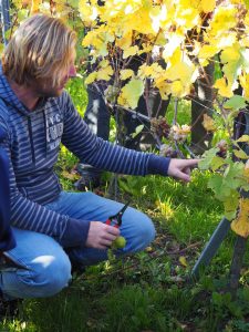 Druiven oogsten bij wijngaard Martinus in Vijlen, Zuid-Limburg3