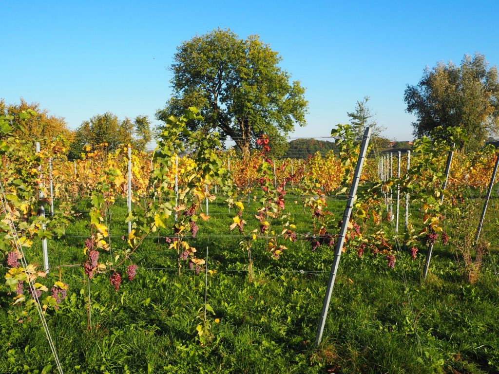 Druiven oogsten bij wijngaard Martinus in Vijlen, Zuid-LimburgPA141304 Druiven oogsten bij wijngaard Martinus in Vijlen, Zuid-Limburg3