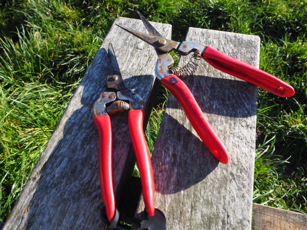 Druiven oogsten bij wijngaard Martinus in Vijlen, Zuid-LimburgPA141314 Druiven oogsten bij wijngaard Martinus in Vijlen, Zuid-Limburg3