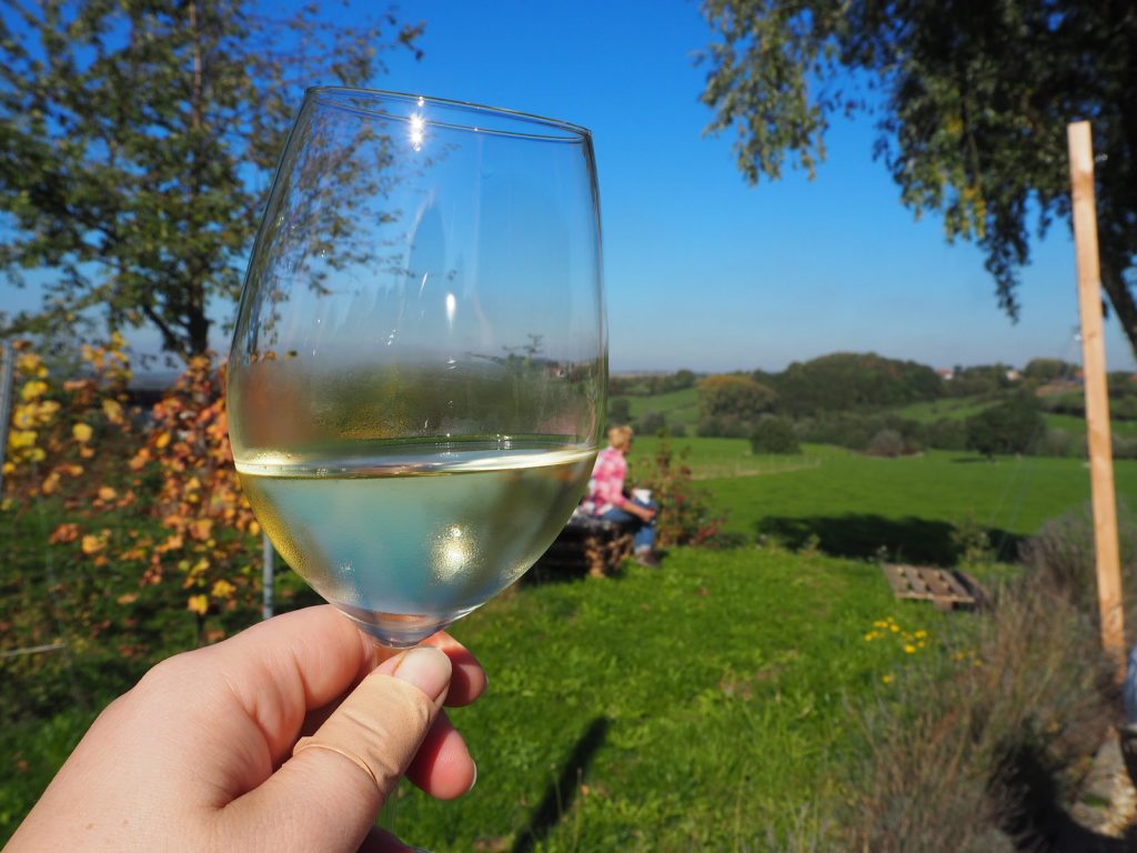 Druiven oogsten bij wijngaard Martinus in Vijlen, Zuid-LimburgPA141336 Druiven oogsten bij wijngaard Martinus in Vijlen, Zuid-Limburg3