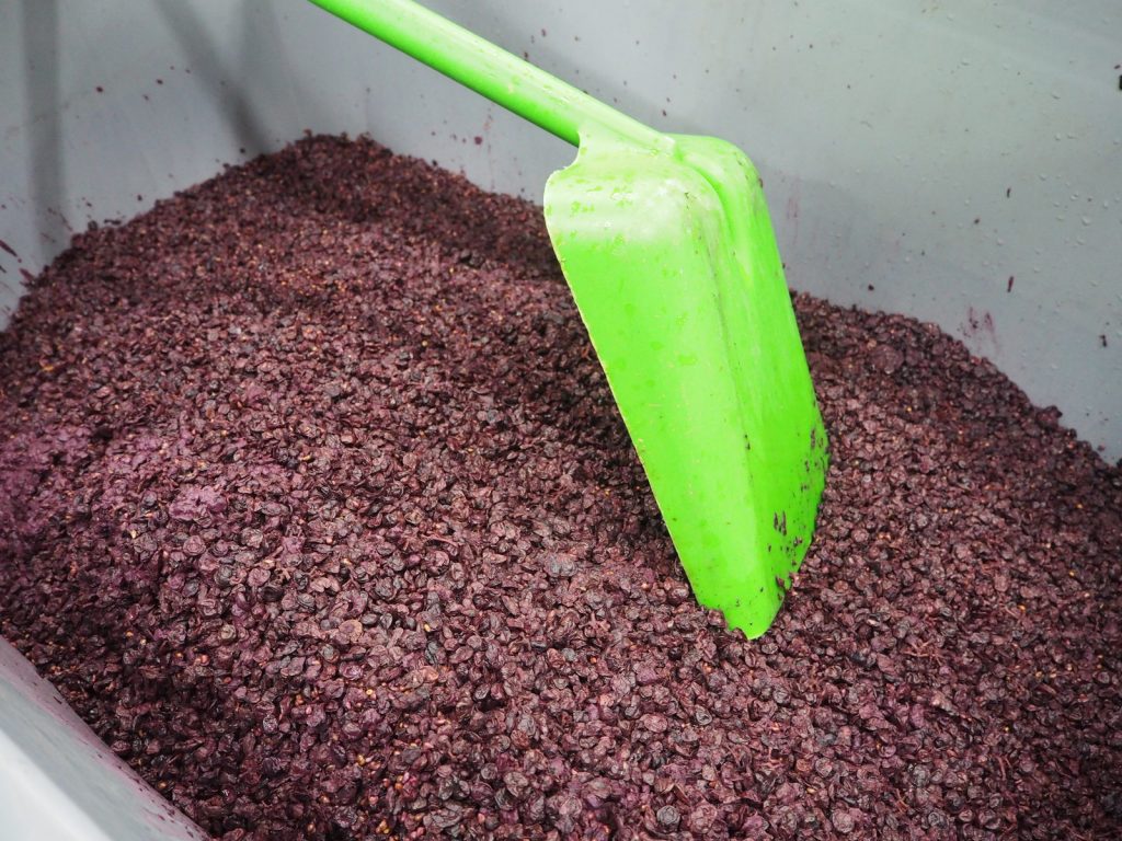 Druiven oogsten bij wijngaard Martinus in Vijlen, Zuid-LimburgPA141344 Druiven oogsten bij wijngaard Martinus in Vijlen, Zuid-Limburg3