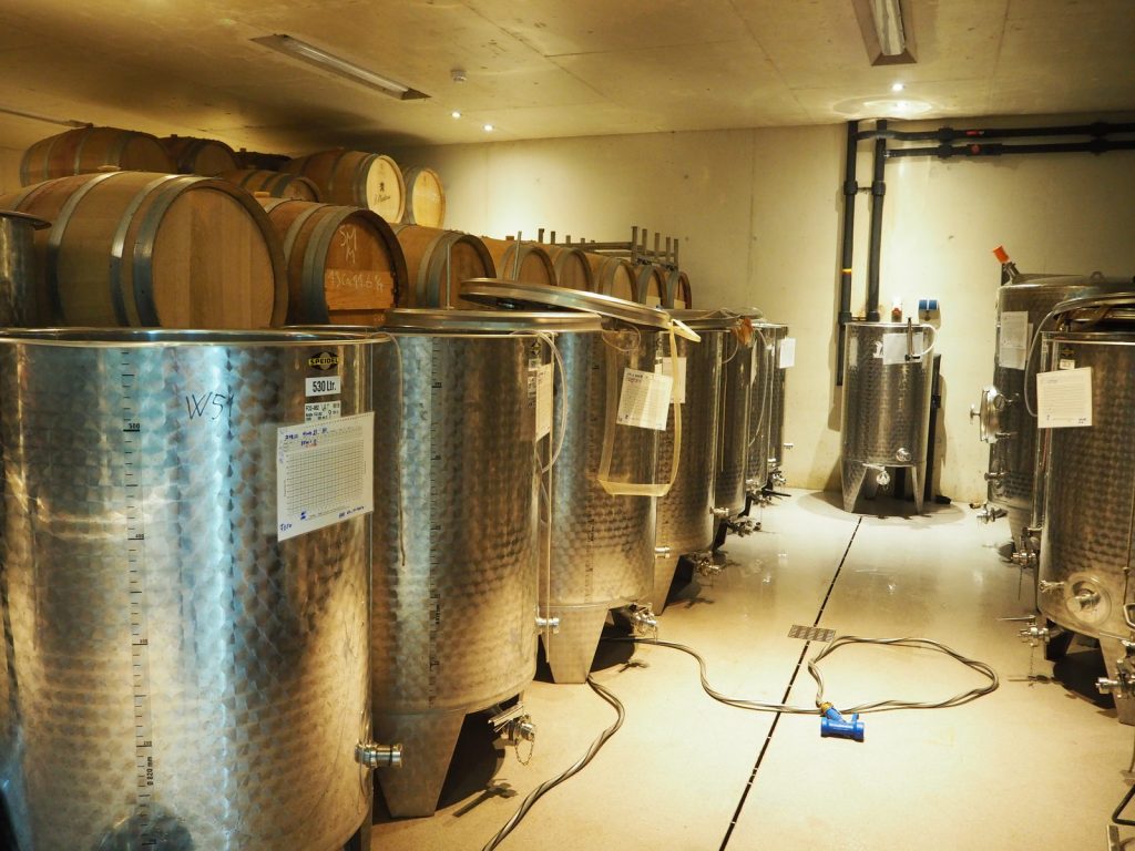 Druiven oogsten bij wijngaard Martinus in Vijlen, Zuid-LimburgPA141348 Druiven oogsten bij wijngaard Martinus in Vijlen, Zuid-Limburg3