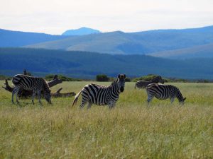 Safari Garden Route Zuid-Afrika