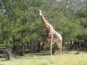 Safari Garden Route Zuid-Afrika