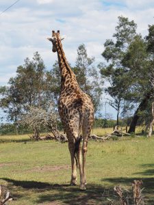 Safari Garden Route Zuid-Afrika