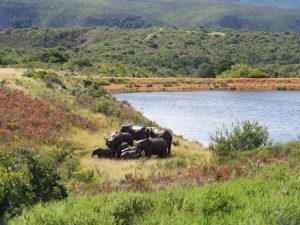 Safari Garden Route Zuid-Afrika