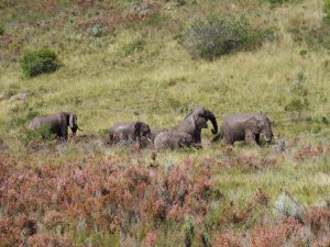 Safari Garden Route Zuid-Afrika