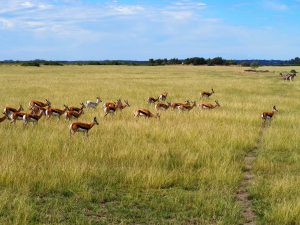 Safari Garden Route Zuid-Afrika