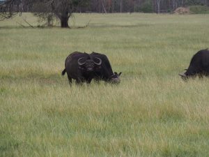 Safari Garden Route Zuid-Afrika