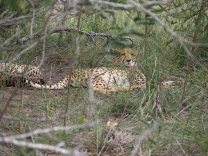 Safari Garden Route Zuid-Afrika