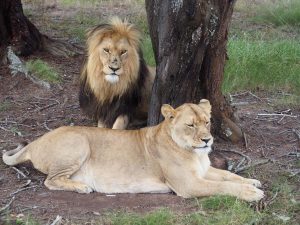 Safari Garden Route Zuid-Afrika