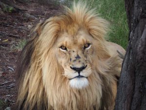 Safari Garden Route Zuid-Afrika
