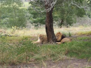 Safari Garden Route Zuid-Afrika