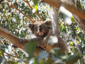 ETA Australie - visum elektronisch